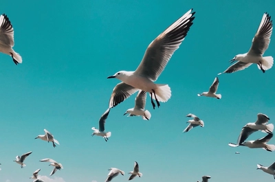 Digital tools for democratic participation